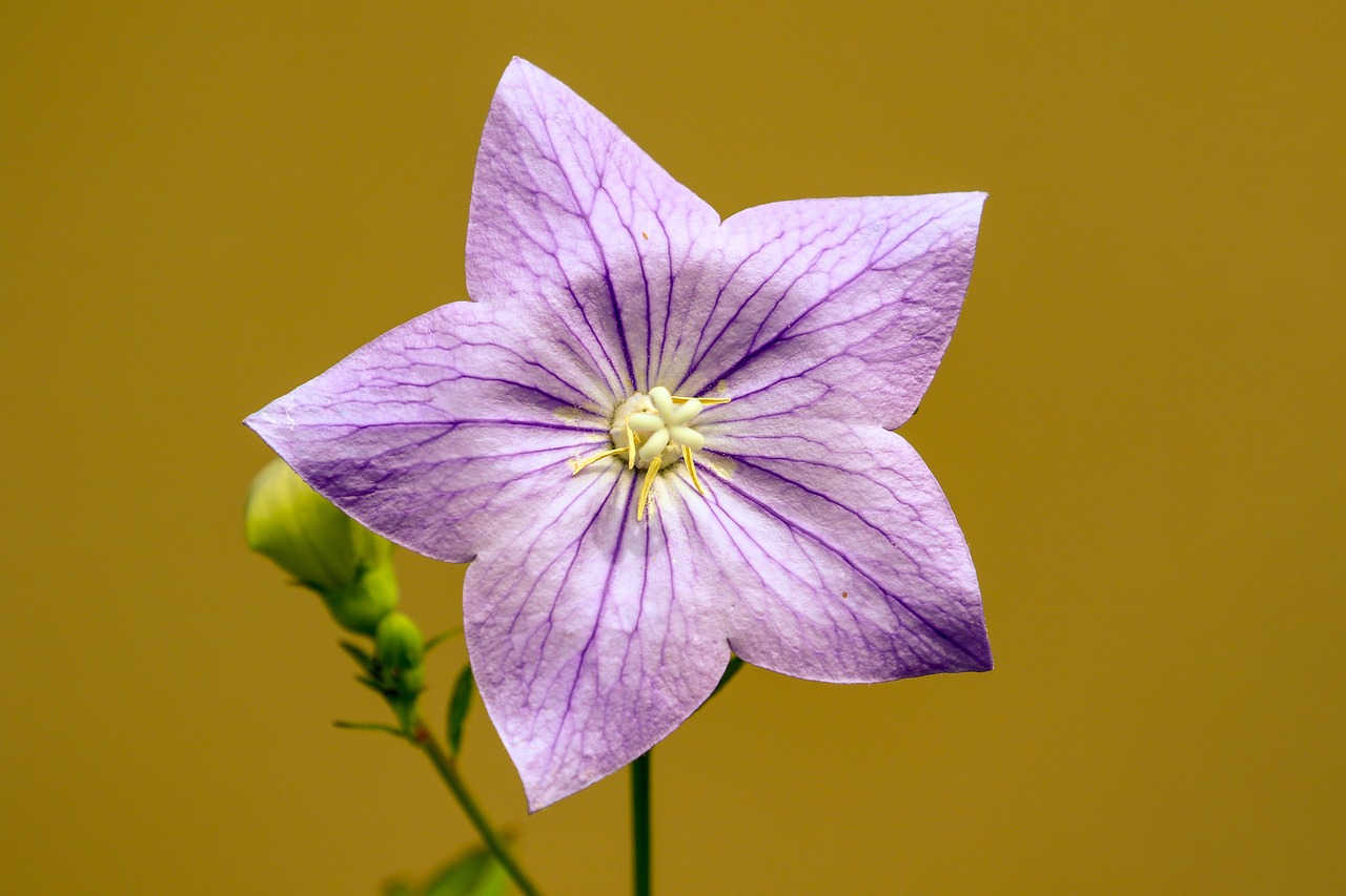 Carving Wooden Flowers: A Beginner's Guide